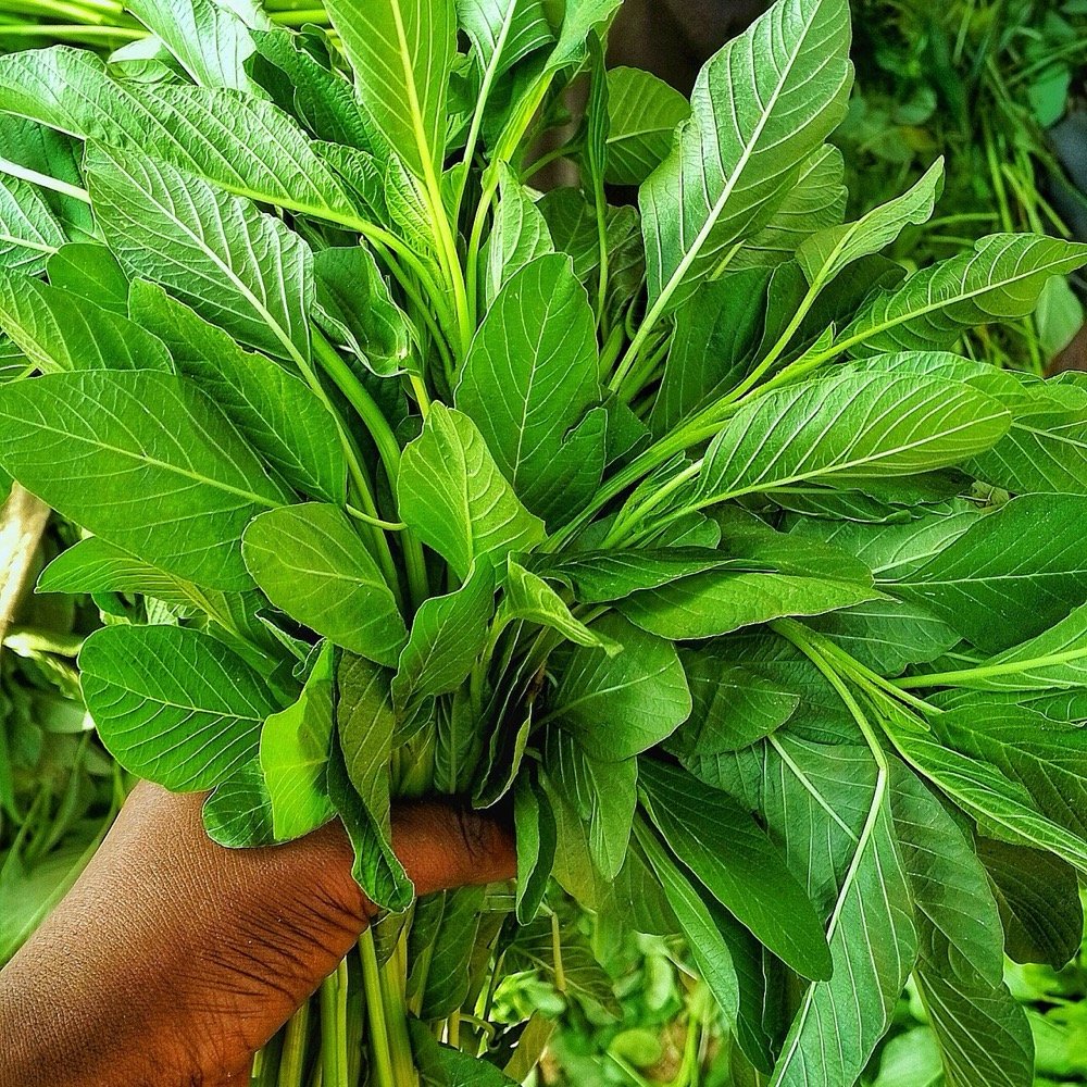 Fresh Spinach (Palak)