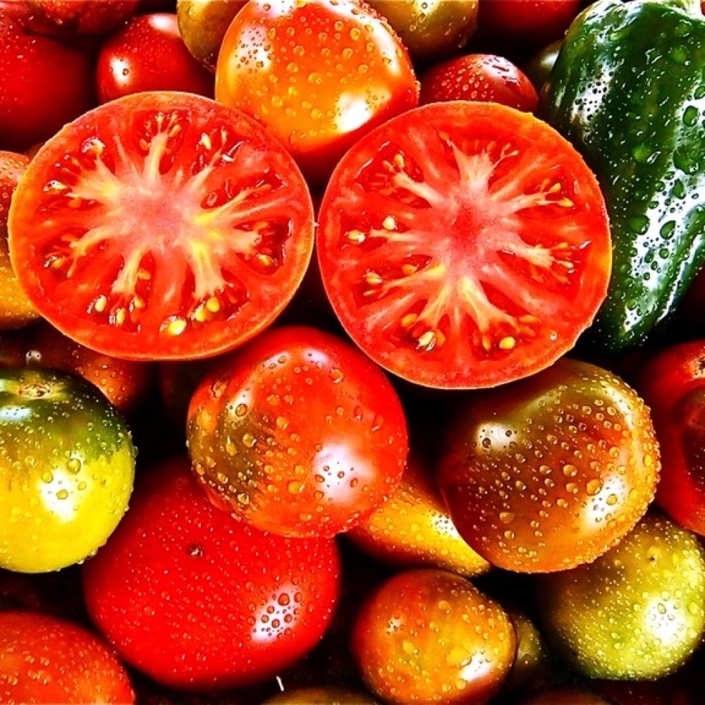 Fresh Tomatoes (Hybrid)