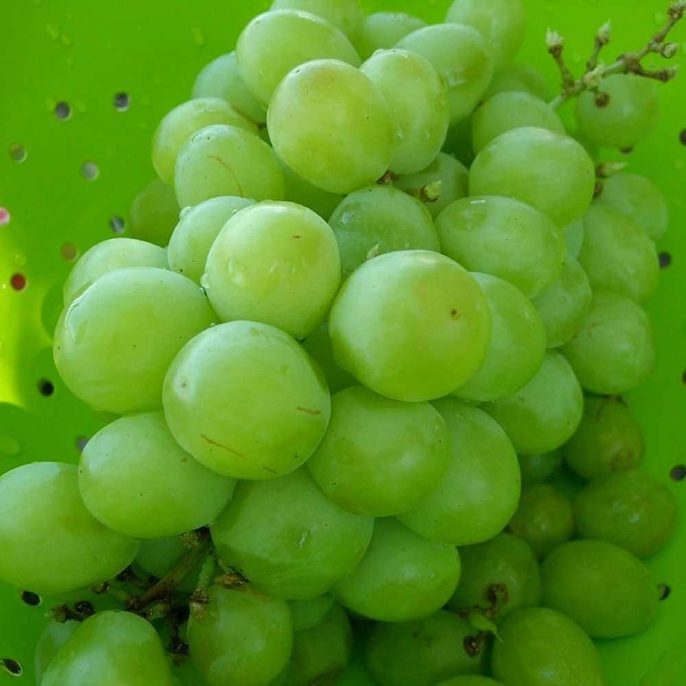 Green Grapes (Seedless)